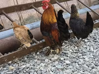 Chickens — fotografija 2