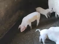 मादा सूअर, सूअर — फ़ोटो 2
