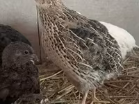 Quails — फ़ोटो 2