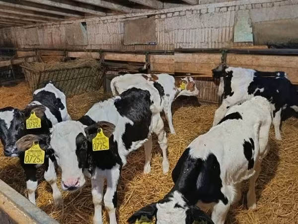 Бұқа, Russian Black pied cattle