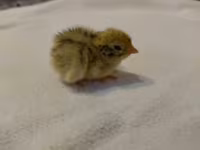 Quails — foto 6