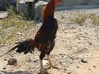 Chickens — foto 6