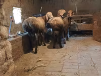 قوچ, Arashan sheep — عکس 1