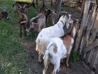 Kozel, Alpine goat — foto 2
