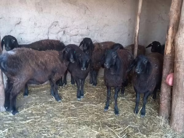 Pecora, Pecore