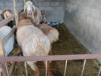 Овен, Rhon sheep — снимка 2