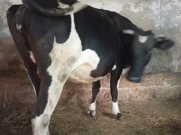 Αγελάδα, Russian Black pied cattle