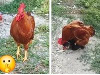 Chickens — تصویر 5