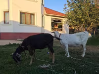 암염소, Saanen goat — 사진 2