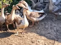 Geese — sawirka 4