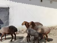قوچ, گوسفند — عکس 8