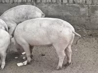 Мэгж, Крупная белая — 3 зураг