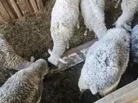 भेड़, भेड़ — फ़ोटो 3