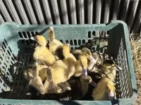 Ducks — foto 1
