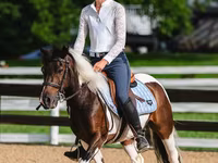 Hengst, Pinto horses — Foto 7