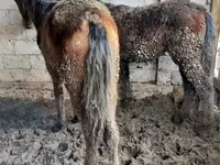 Kuda jantan, Horses — foto 1