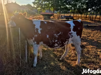 Kuh, Simmental cattle — Foto 1