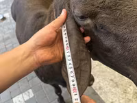 Koç, Hissar sheep — foto 5