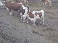 암소, Simmental cattle — 사진 1