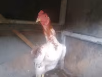 Chickens — fotografija 4