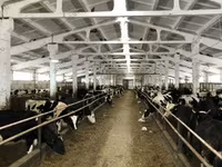 Ko, Yaroslavl cattle — foto 5