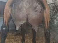 بز نر, Alpine goat — عکس 4