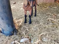 Get, Alpine goat — foto 3