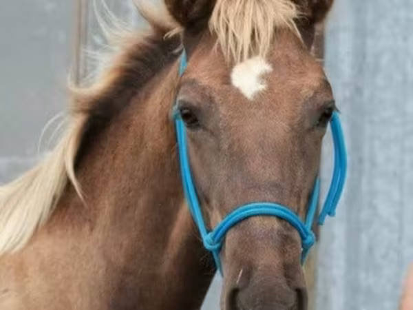 Hengst, Black Sea breed