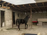 Kůň, Koně — foto 2