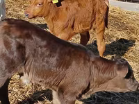 گاو و گوساله (گروه، جنسیت مشخص نشده), Simmental cattle — عکس 2