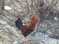 Turkeys — عکس 3
