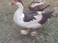 Domestic Muscovy — foto 1