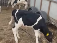 Lembu ternakan (lot, jantina tidak dinyatakan), Holstein breed — foto 6