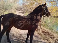اسب نر, Karabair horse — عکس 2