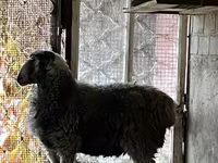 بز نر, بز — عکس 2