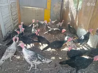 Turkeys — sawirka 4
