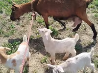 Capră, Alpine goat — foto 1