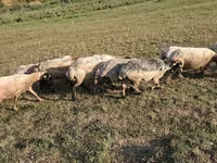 பெண் ஆடு, ஆடுகள் — புகைப்படம் 2