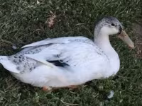 Ducks — foto 1