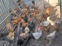 Chickens — foto 5