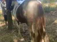 Kuda jantan, Indian half-bred — foto 3