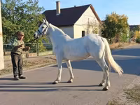 Kuda betina, Horses — foto 4