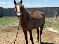 Cavallo, Kazakh horse — foto 8