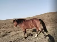 Faras, Kazakh horse — sawirka 2