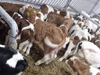 Toro, Simmental cattle — foto 2