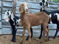 ছাগী, Nubian Goat — ছবি 3