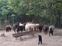 Овца, Racka sheep — снимка 2