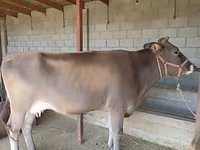 母牛, Swiss cattle — 照片 8