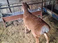 Ovan, Arashan sheep — fotografija 1