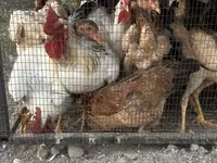 Chickens — 照片 7